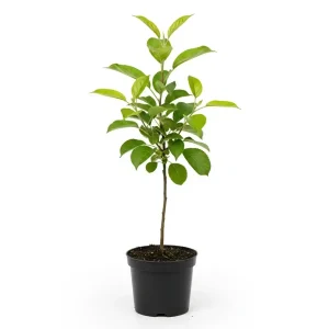 Pommier Malus Prunifolia