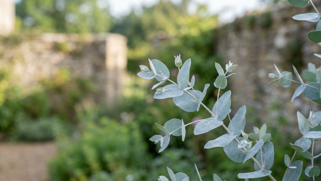 Eucalyptus gunnii : quels sont ses principaux inconvénients&nbsp;?