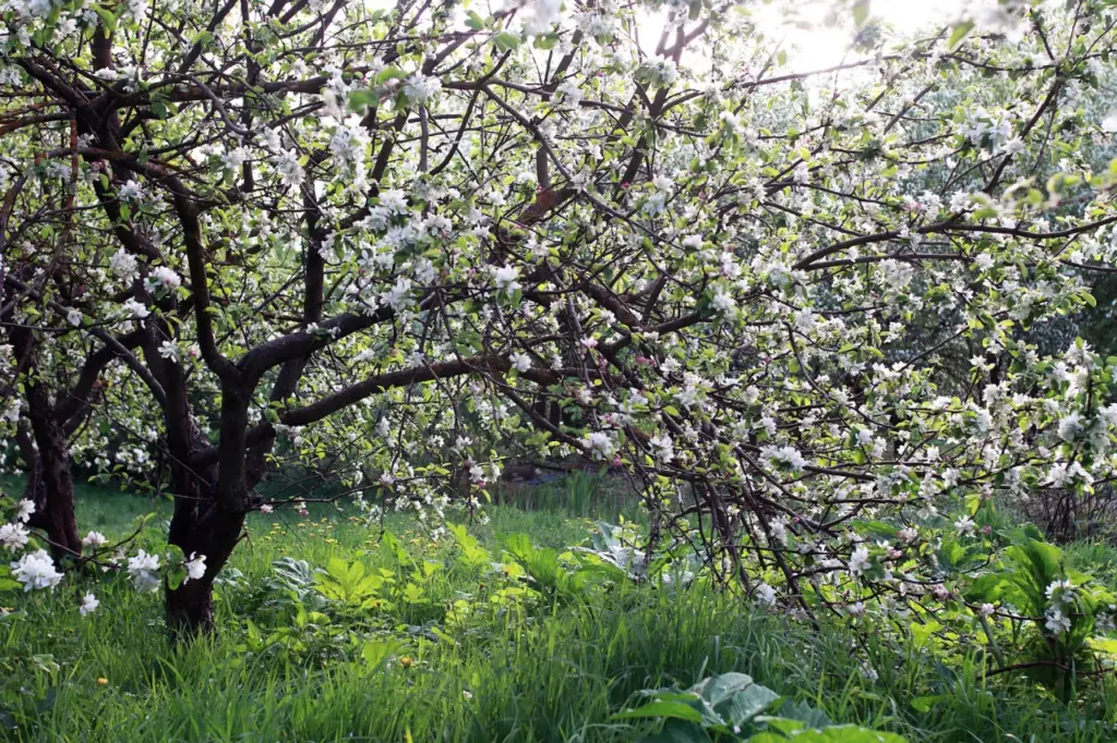 Arbre fruitier en fleurs