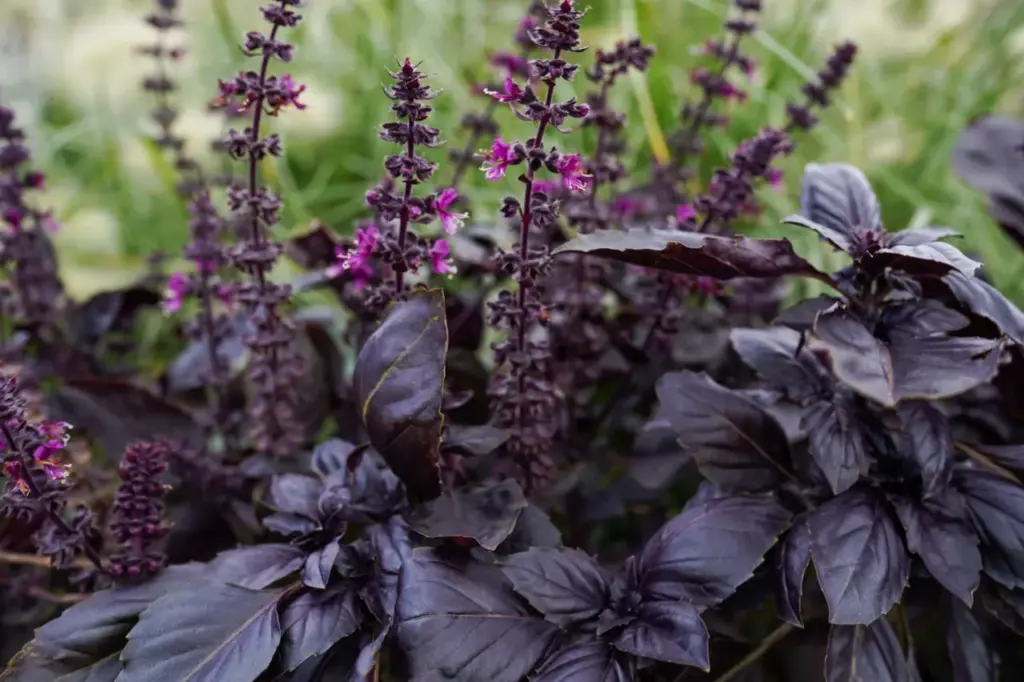 Plante aromatique