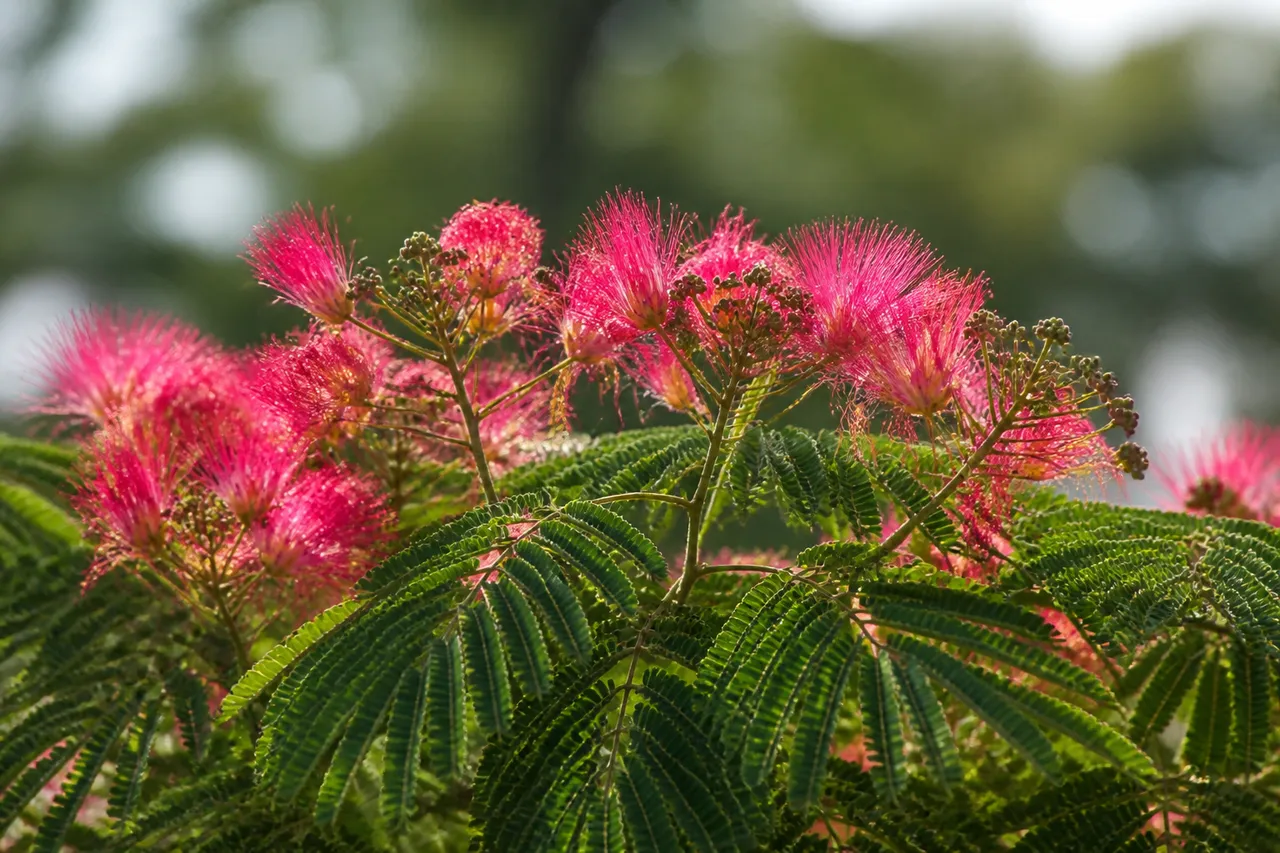 Albizia julibrissin à fleurs rouges de juin à septembre