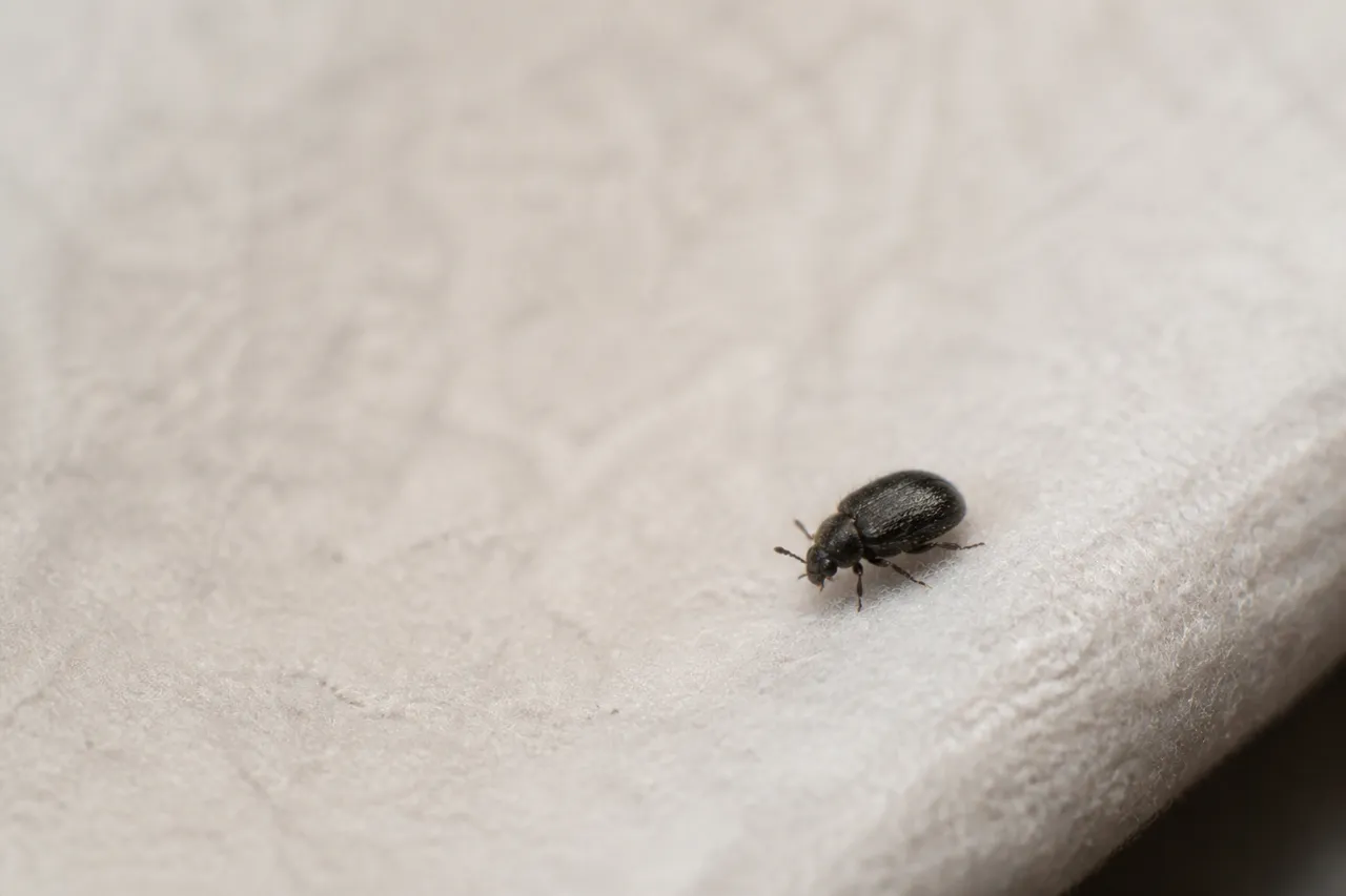 Anthrène des tapis, petit insecte noir rond sur un tissu