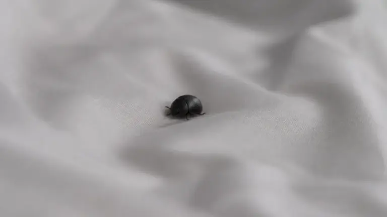 Petit insecte noir rond dans le lit, type anthrène
